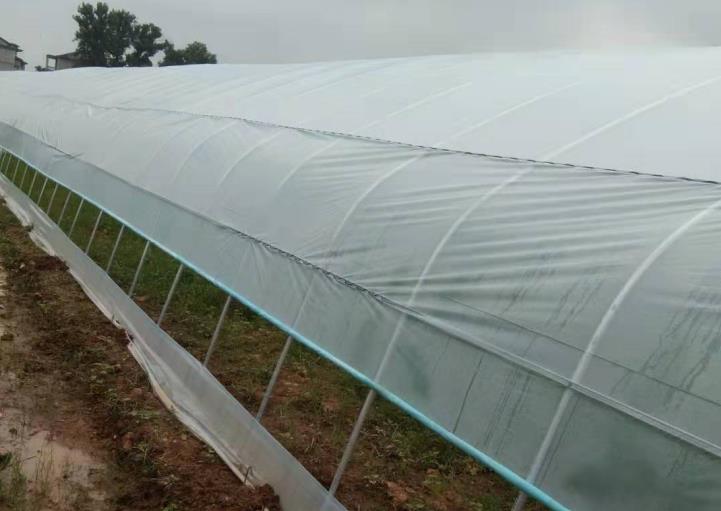 界水基地，三纵六卡，单体大棚